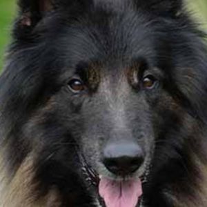 Meet your Posher, Elvira